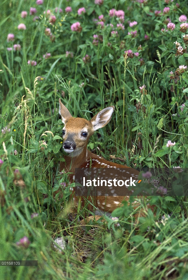 Venado de cola blanca (Odocoileus virginianus) spotted fawn colocación en campo del trébol, verano