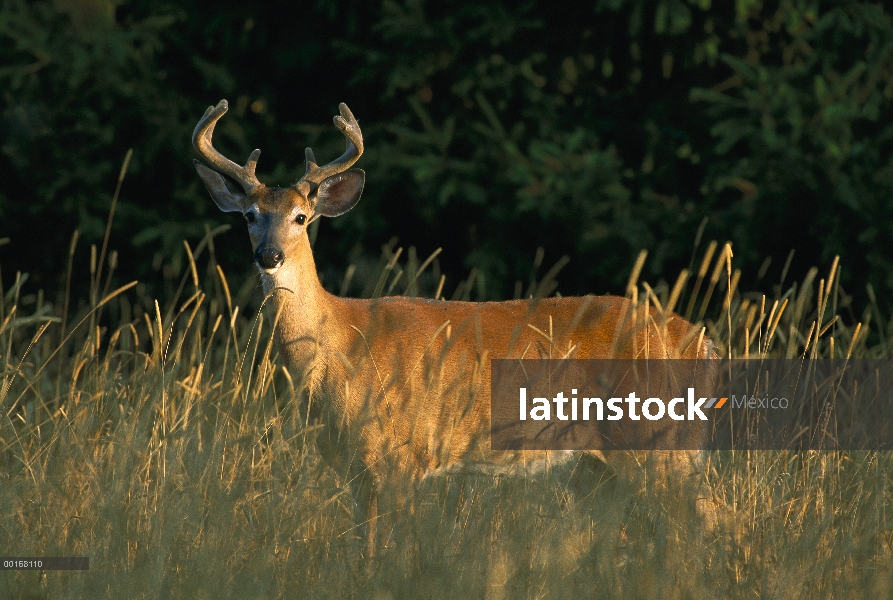 Venado de cola blanca (Odocoileus virginianus) buck alerta con las cornamentas de terciopelo en el b