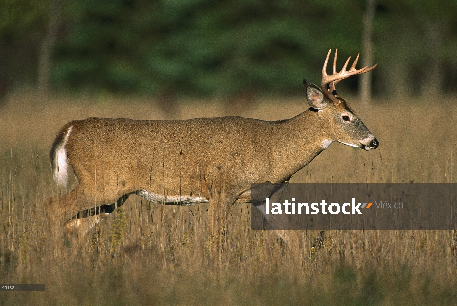 Venado de cola blanca (Odocoileus virginianus) buck en campo de otoño