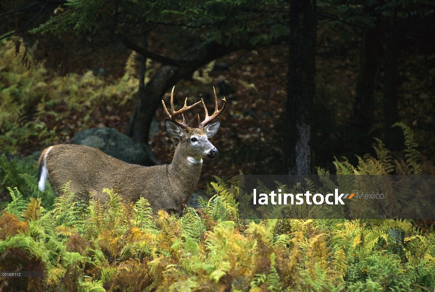 Venado de cola blanca (Odocoileus virginianus) alerta de pie de gran buck entre helechos en borde de