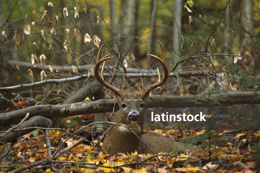 Venado de cola blanca (Odocoileus virginianus) buck grandes cama en el bosque de otoño