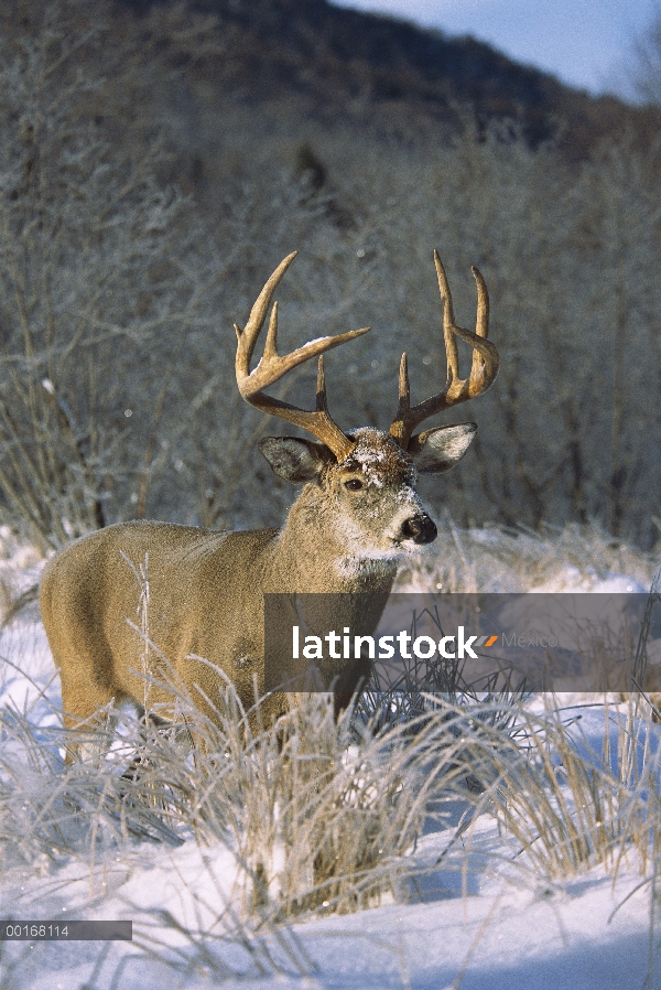 Venado de cola blanca (Odocoileus virginianus) buck de pie en un prado cubierto de nieve