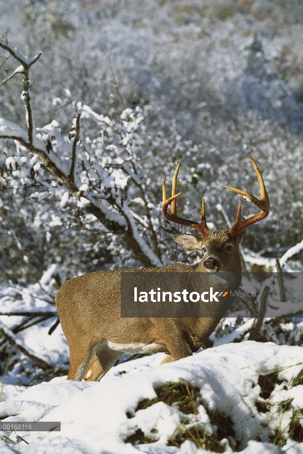 Venado de cola blanca (Odocoileus virginianus) pelota de pie en la nieve