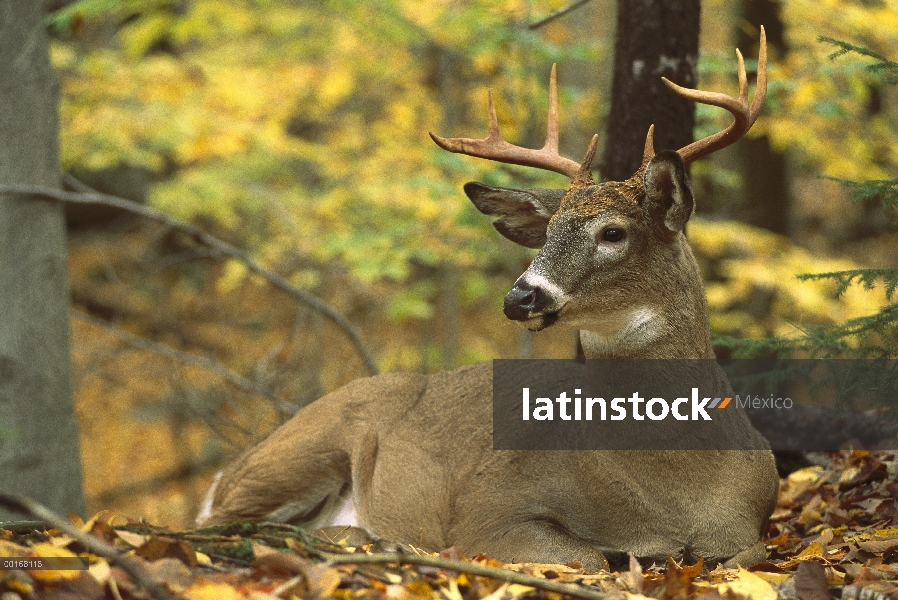 Venado de cola blanca (Odocoileus virginianus) buck cama en bosque de otoño