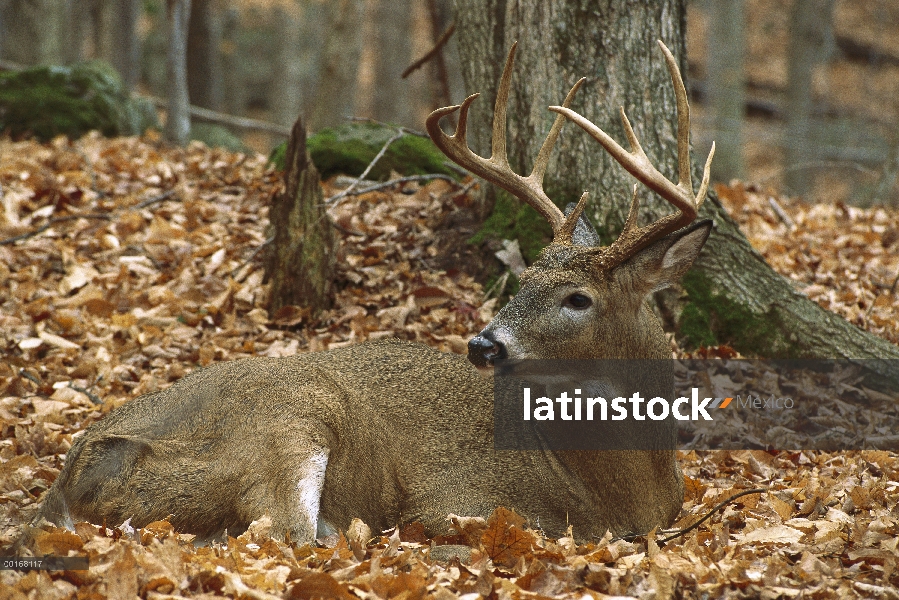 Venado de cola blanca (Odocoileus virginianus) buck cama en bosque de otoño