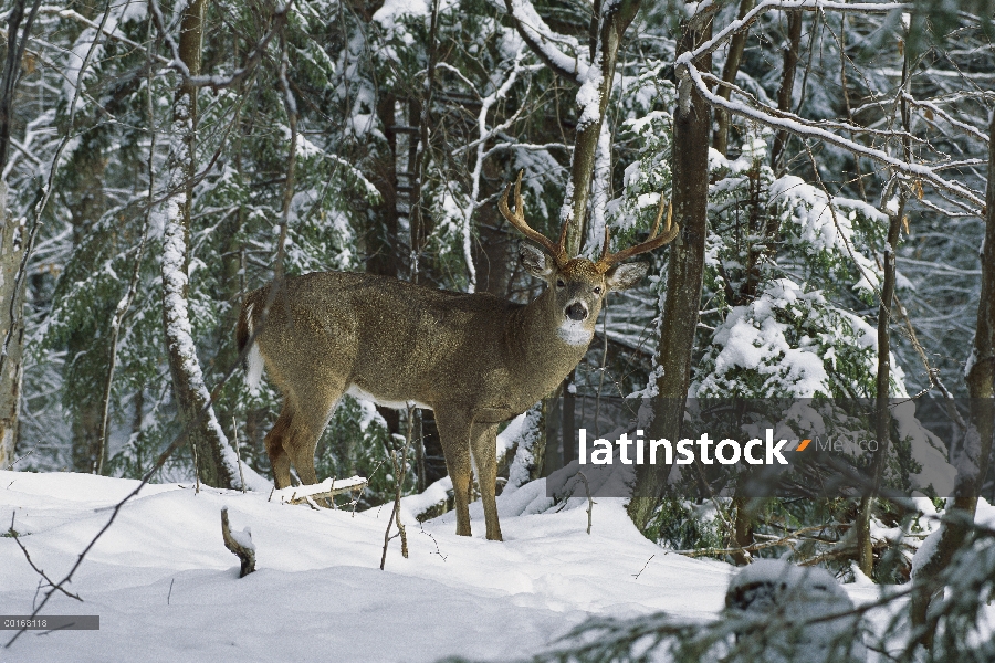 Venado de cola blanca (Odocoileus virginianus) buck permanente en bosque del invierno