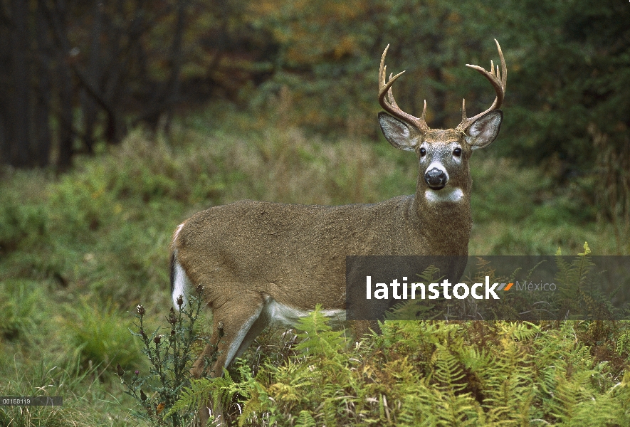 Venado de cola blanca (Odocoileus virginianus) buck alerta permanente entre helechos en borde de bos