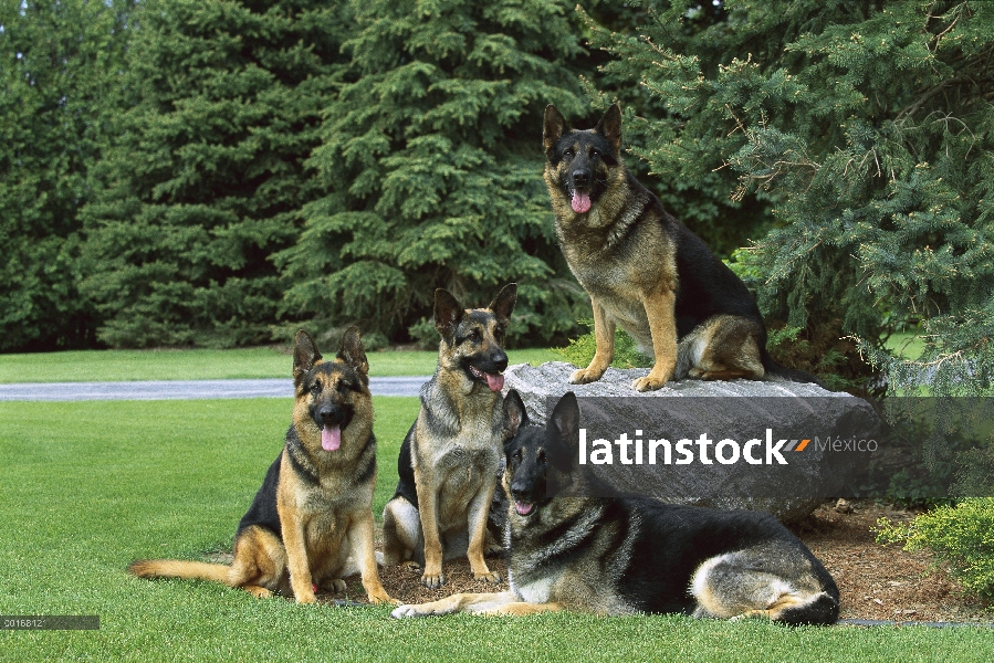 Pastor Alemán (Canis familiaris) grupo de cuatro en yarda