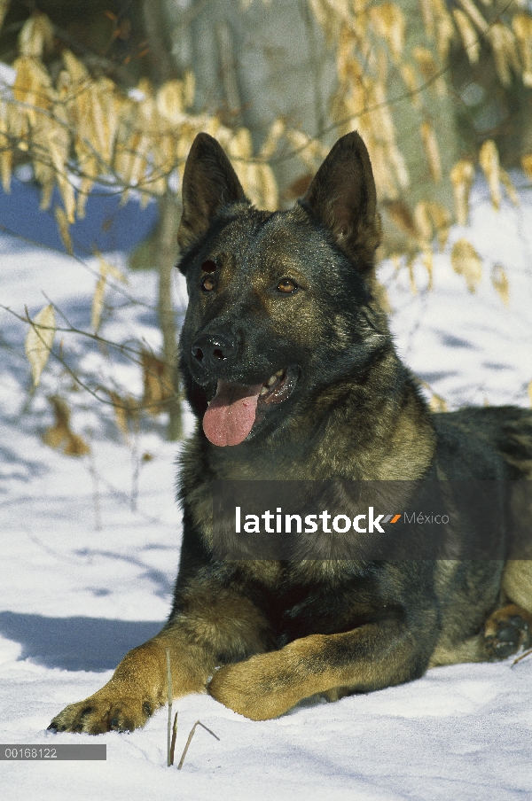 Pastor Alemán (Canis familiaris) sable color adulto descansando en la nieve