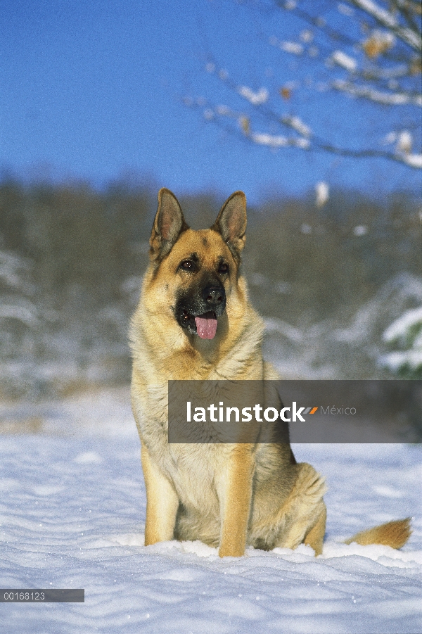 Pastor Alemán (Canis familiaris) adulto sentado en la nieve