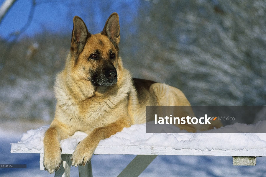 Pastor Alemán (Canis familiaris) adulto descansando en la nieve