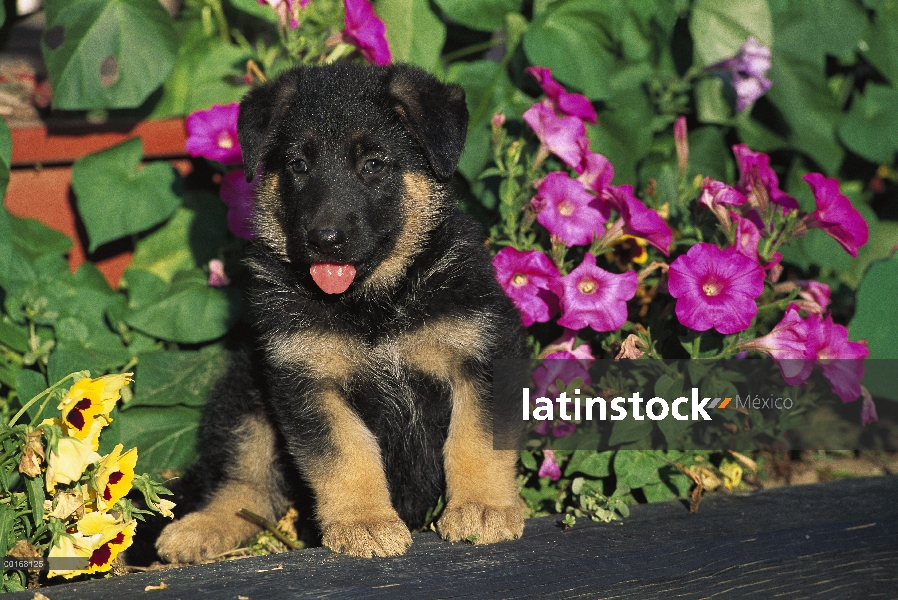 Retrato de pastor alemán (Canis familiaris) de cachorro entre las flores