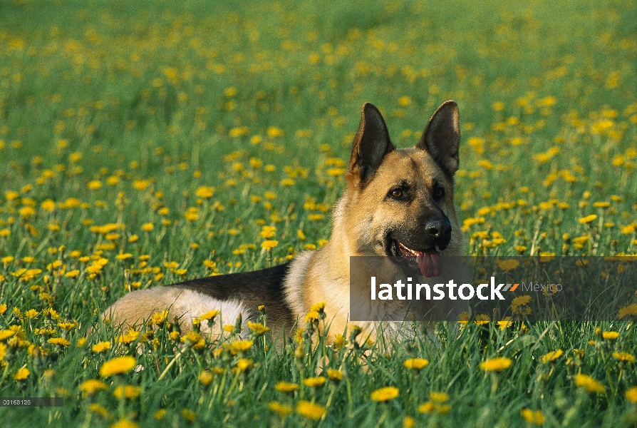 Pastor Alemán (Canis familiaris) adulto descansando en campo de diente de León