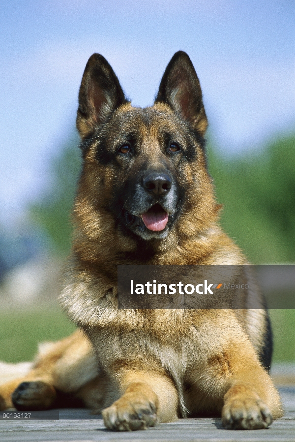 Retrato de pastor alemán (Canis familiaris) de adulto alerta