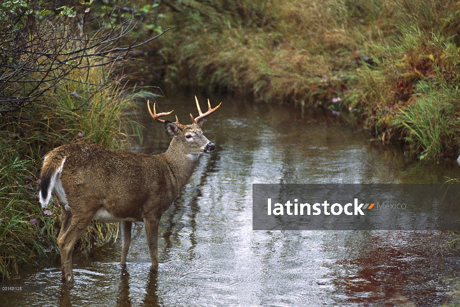 Secuencia de cruce de buck venado de cola blanca (Odocoileus virginianus)