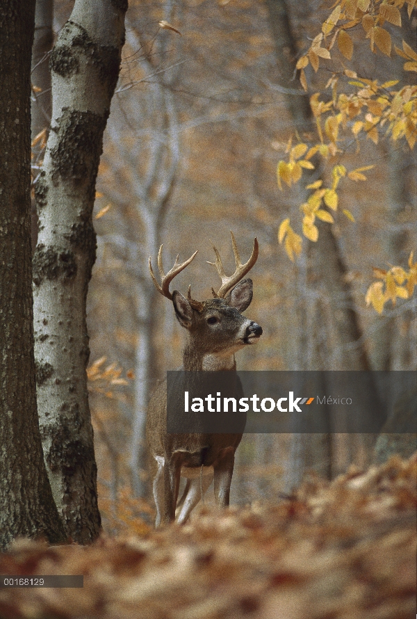 Buck de venado de cola blanca (Odocoileus virginianus) en el bosque de otoño