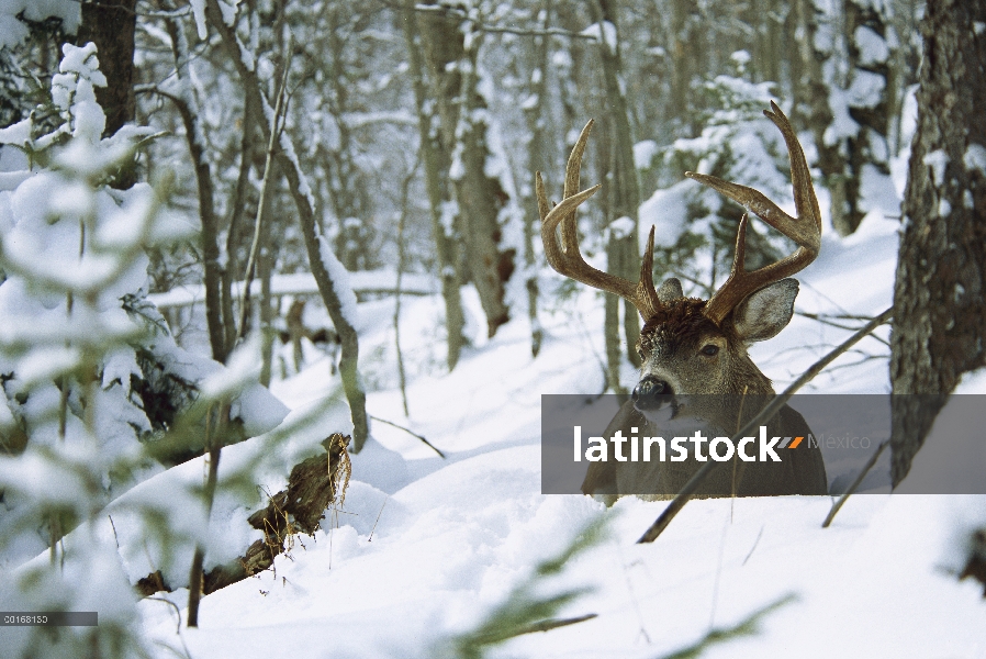 Venado de cola blanca (Odocoileus virginianus) buck camas en el bosque cubierto de nieve, invierno