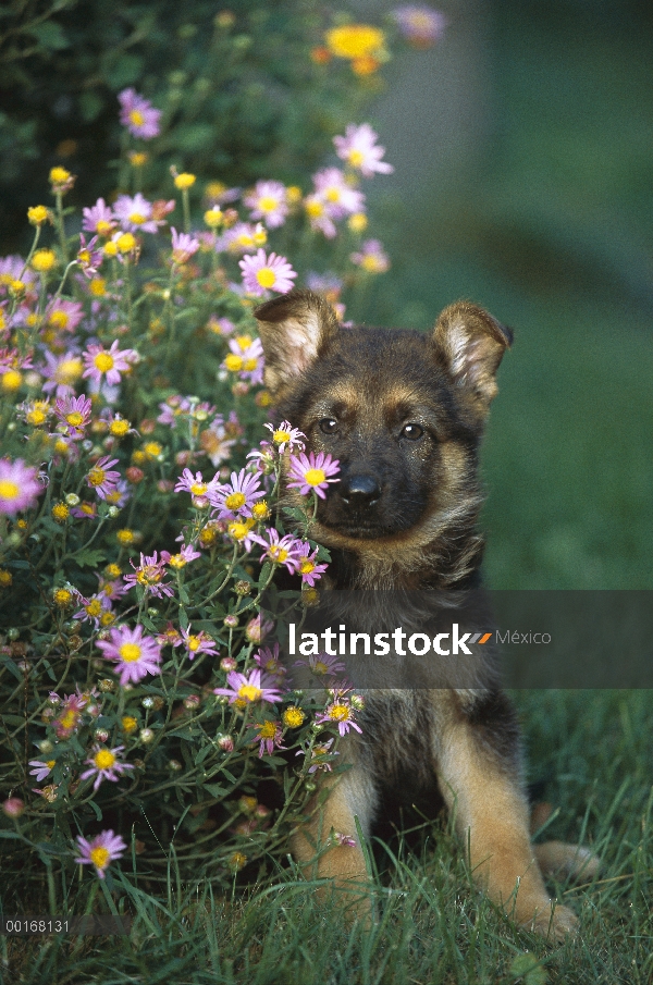 Retrato de cachorro de pastor alemán (Canis familiaris) entre flores del jardín