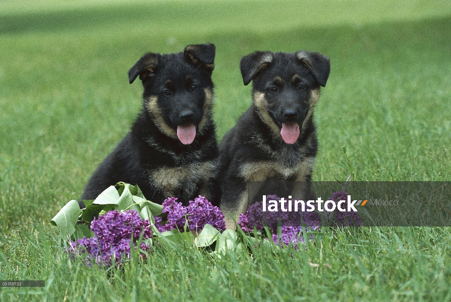 Pastor Alemán (Canis familiaris) retratos de dos cachorros con lilas