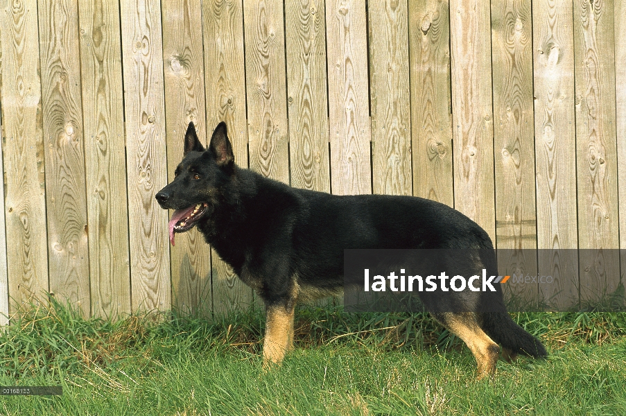 Pastor Alemán (Canis familiaris) retrato masculino adulto al lado de la cerca