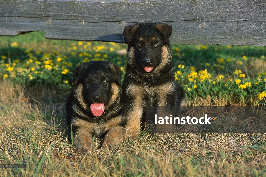 Pastor Alemán (Canis familiaris) retratos de dos cachorros