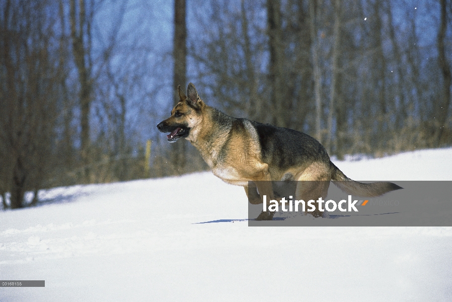 Pastor Alemán (Canis familiaris) adulto corriendo por la nieve