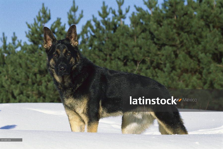 Retrato de pastor alemán (Canis familiaris) de pie perro macho adulto en la nieve