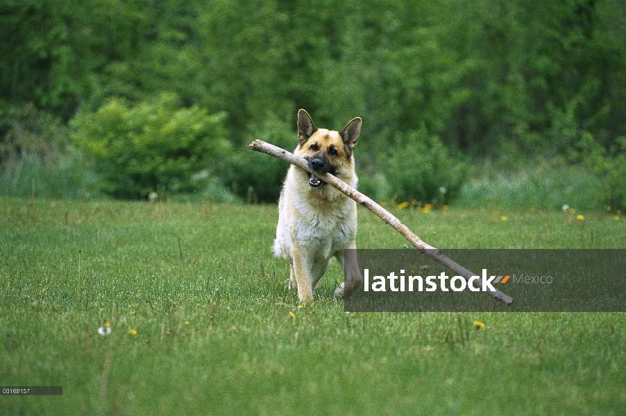 Pastor Alemán (Canis familiaris) trayendo un gran garrote