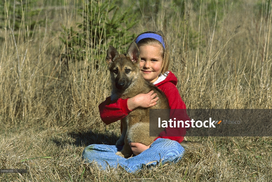 Cachorro de pastor alemán (Canis familiaris) en manos de una niña