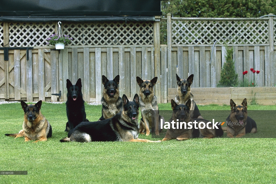 Pastor Alemán (Canis familiaris) retrato de grupo de los ocho perros