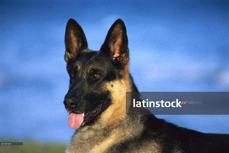 Retrato de adultos de pastor alemán (Canis familiaris)