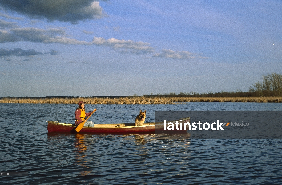 Pastor Alemán (Canis familiaris) disfrutando de un paseo en canoa