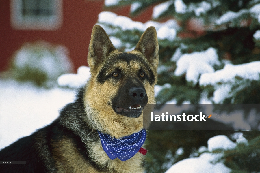 Pastor Alemán (Canis familiaris) retrato adultos en nieve con un pañuelo alrededor de su cuello