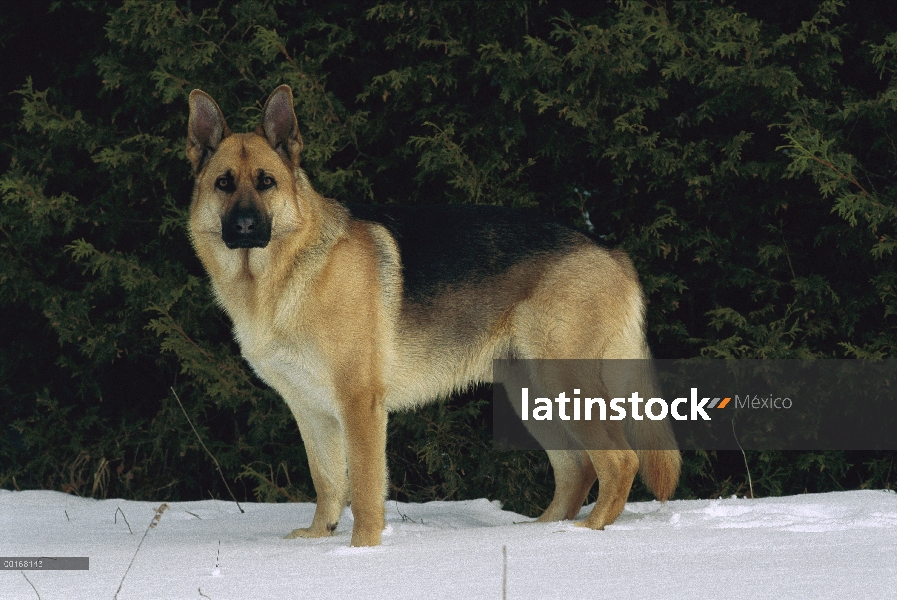 Pastor Alemán (Canis familiaris) pie de retrato femenino adulto en nieve