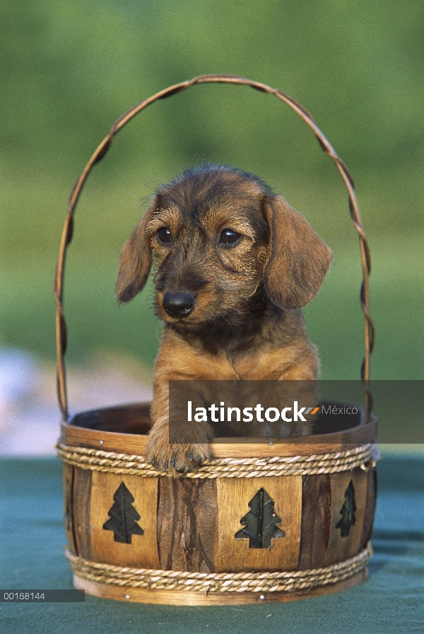 Cachorros de miniatura Dachshund Wire-haired (Canis familiaris) en una cesta