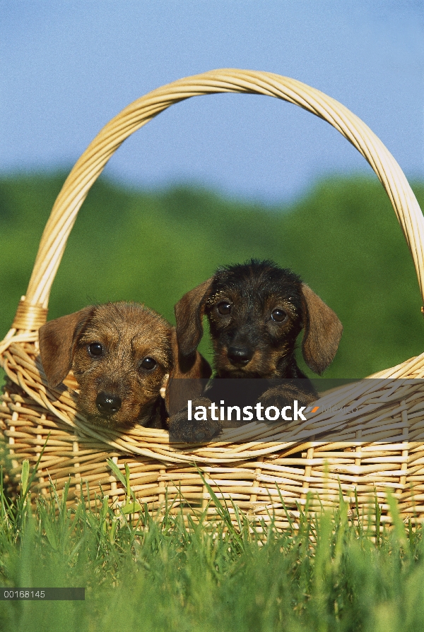 Dos cachorros de perro salchicha Wire-haired (Canis familiaris) de miniatura en una cesta