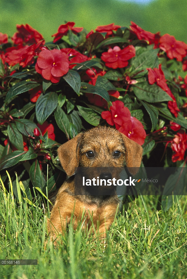 Cachorro de perro salchicha Wire-haired (Canis familiaris) miniatura sentado en la hierba verde con 