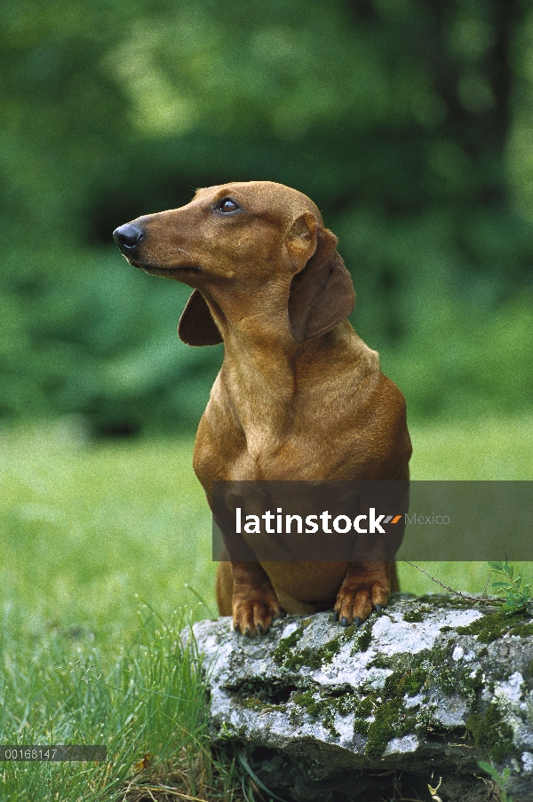 Estándar adulto Dachshund Smooth (Canis familiaris) con las patas delanteras para arriba en una roca