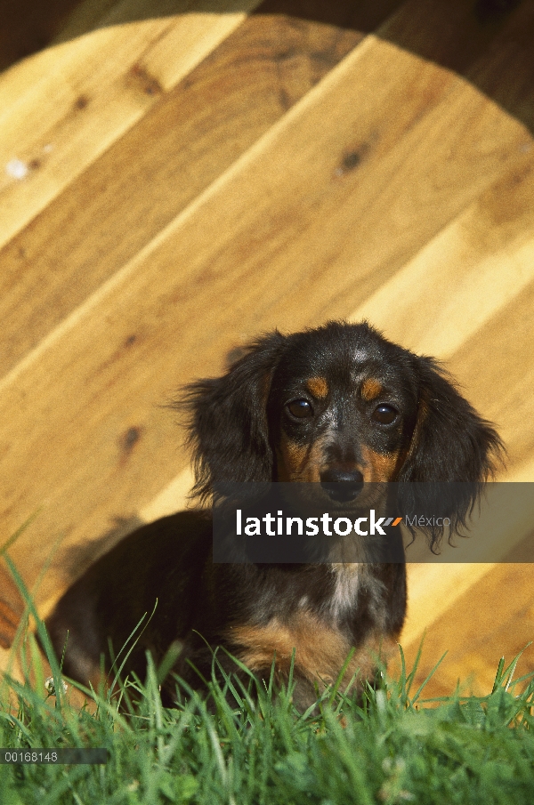 Retrato de un perrito en miniatura Dachshund pelo largo (Canis familiaris)