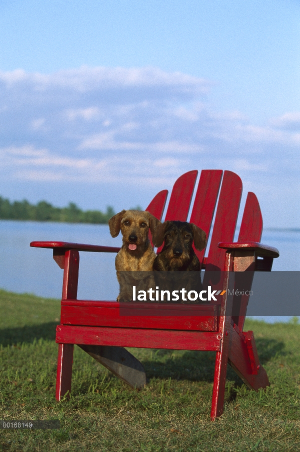 Par de Wire-haired Dachshund (Canis familiaris) miniatura sentados juntos en rojo silla de Adirondac