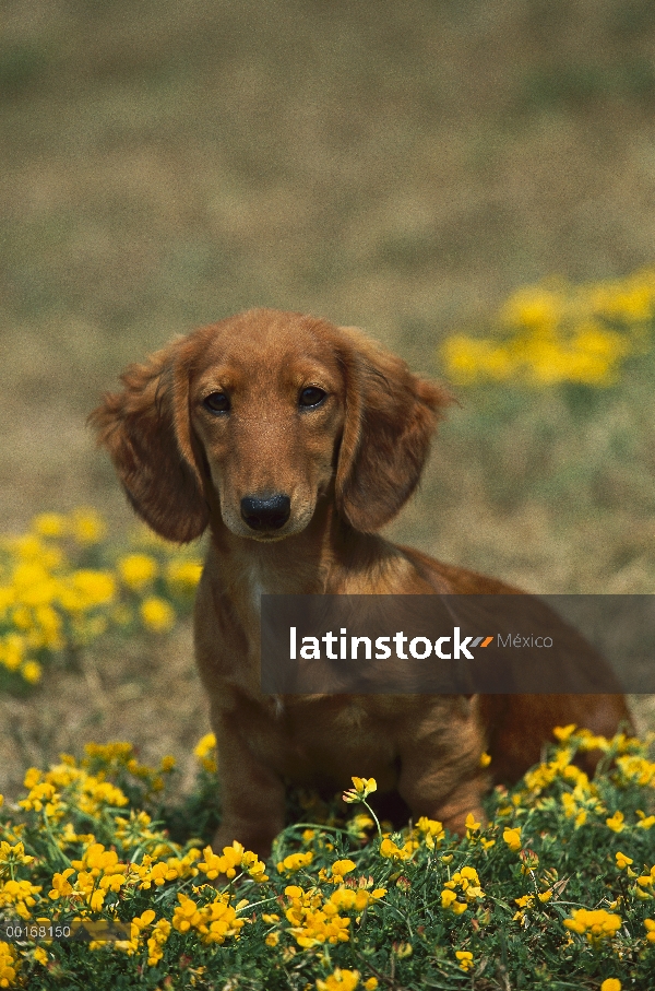 Retrato en miniatura Dachshund de pelo largo (Canis familiaris) de alerta cachorro sentado entre flo