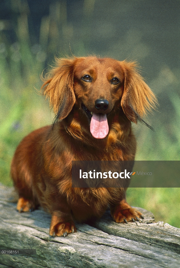 Estándar retrato de adulto Dachshund de pelo largo (Canis familiaris)