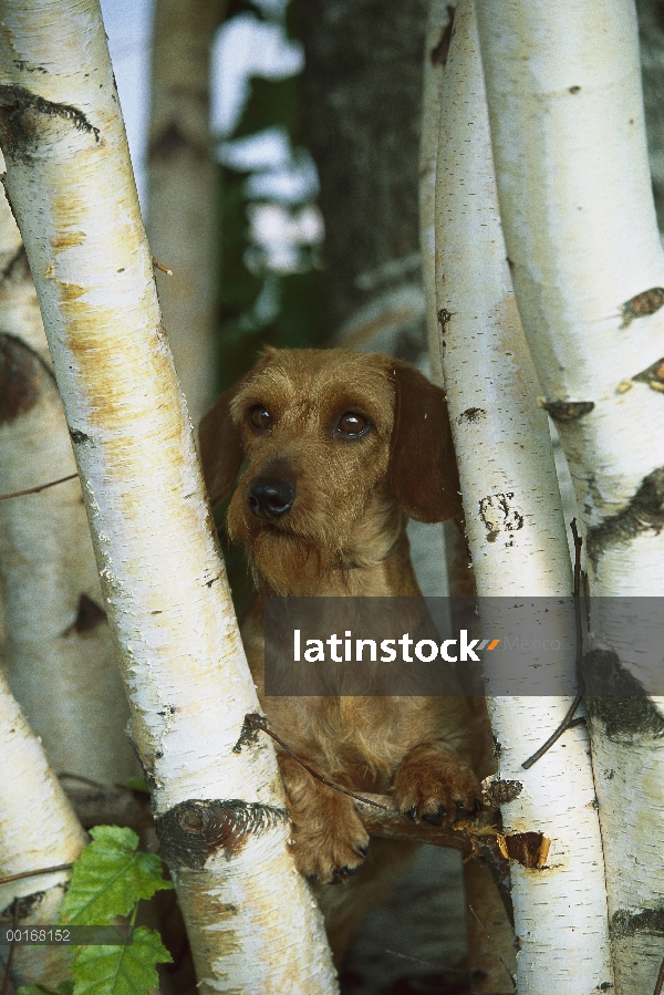 Retrato en adultos miniatura Dachshund Wire-haired (Canis familiaris) entre abedules