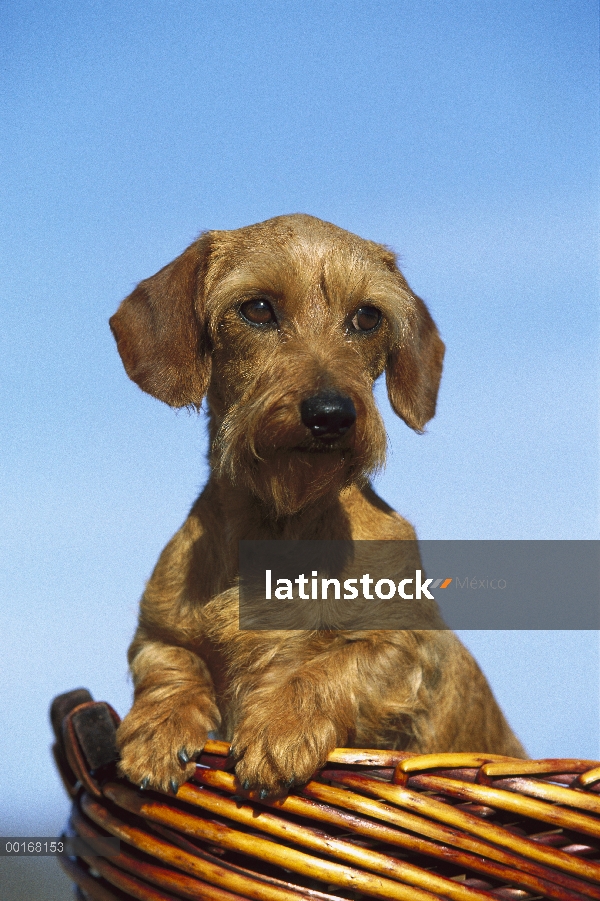 Retrato en miniatura Wire-haired Basset (Canis familiaris) de adulto en una cesta