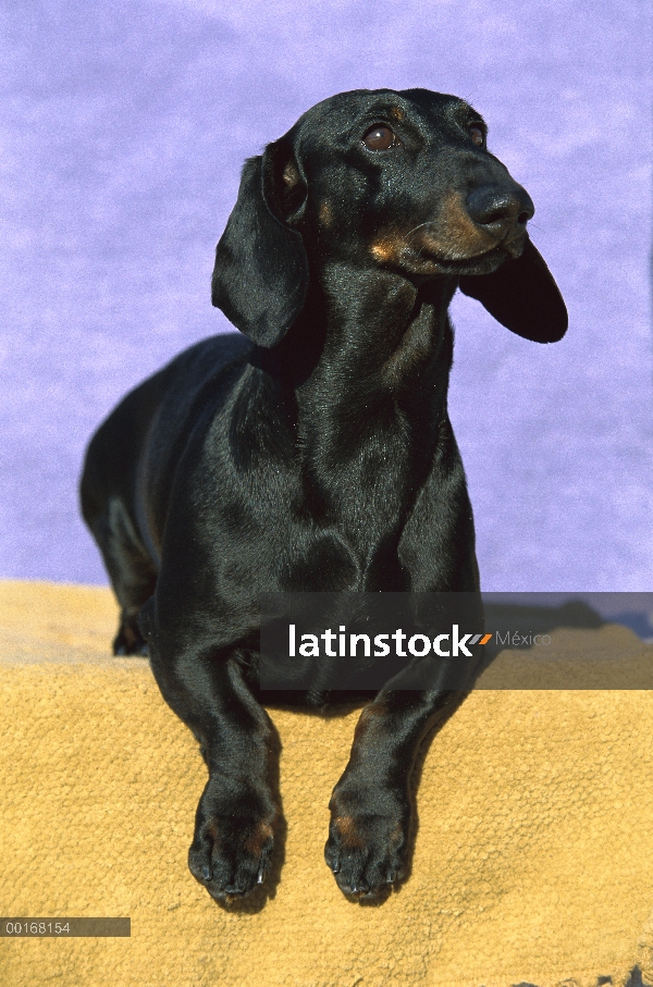 Retrato de Lisa Dachshund (Canis familiaris) estándar de alerta perro adulto