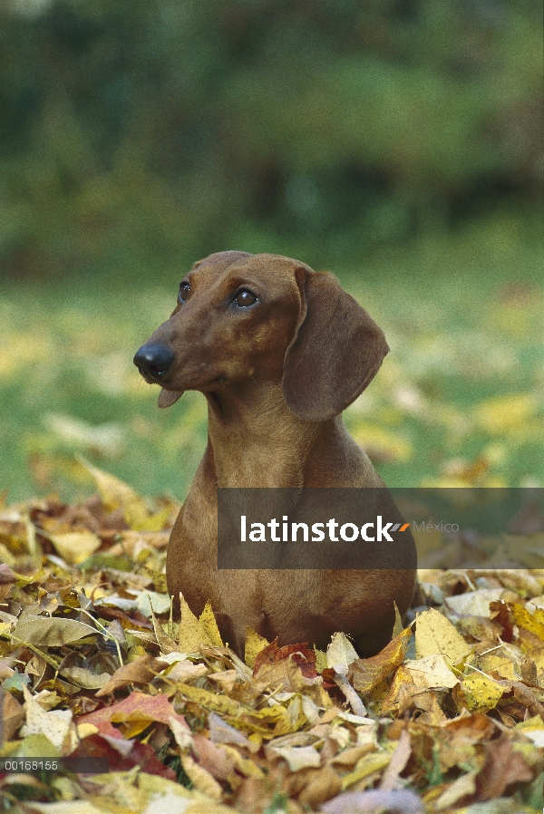 Retrato de Lisa Dachshund (Canis familiaris) estándar de sesión adultos entre otoño caído las hojas