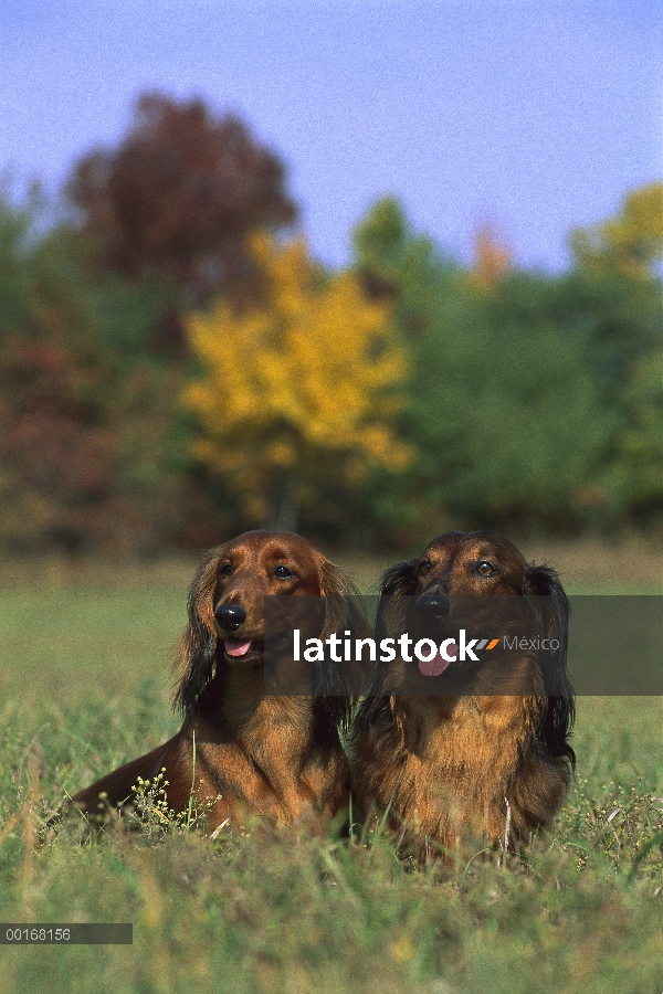 Estándar Dachshund pelo largo (Canis familiaris) dos adultos sentados juntos en el campo de hierba