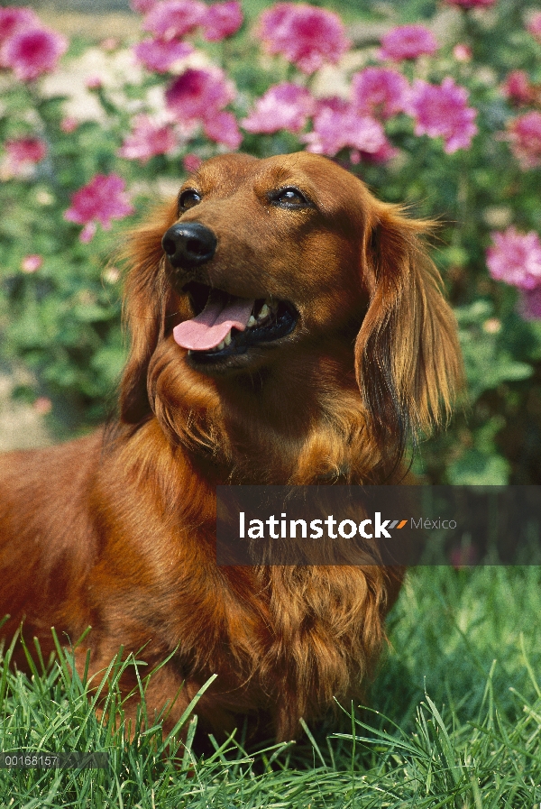 Retrato de Dachshund de pelo largo (Canis familiaris) estándar de adulto de pie sobre césped hierba 