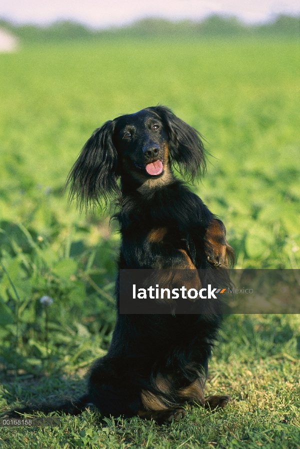 Sesión adulto Dachshund pelo largo (Canis familiaris) miniatura vertical sobre las patas traseras