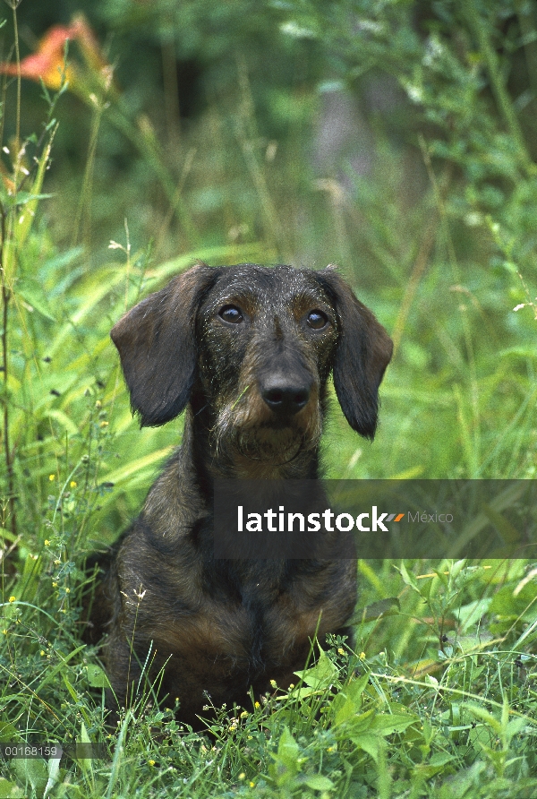 Retrato de (Canis familiaris) Wire-haired Dachshund estándar de alerta adultos sentados en la hierba